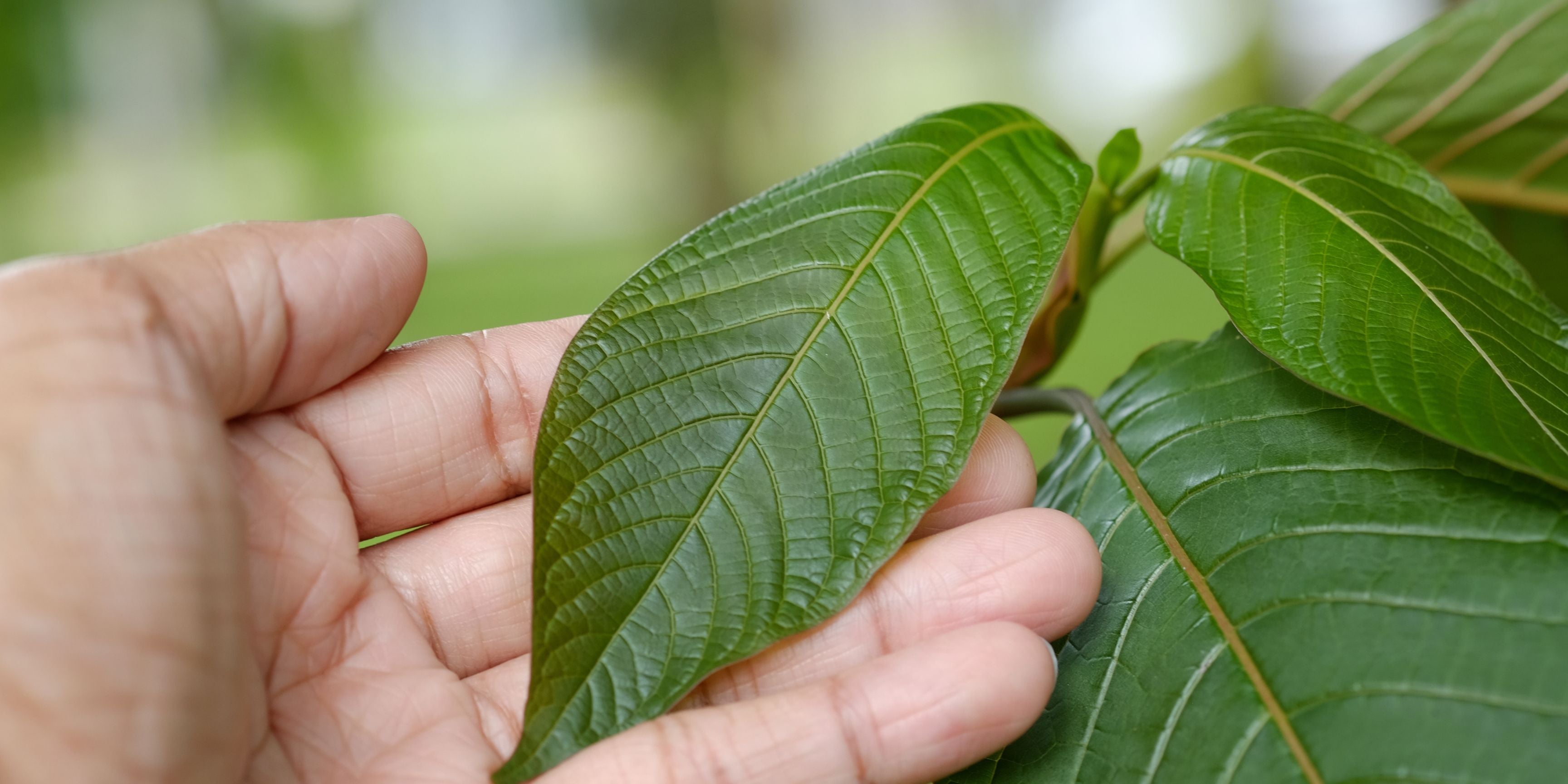 Unlocking the Secrets of Kratom: Exploring Its Effects and Benefits